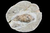 Bargain D Oligocene Aged Fossil Pine Cone - Germany #77945-1